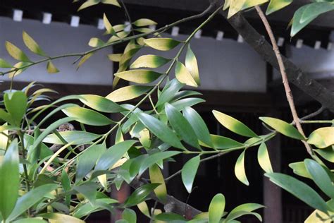 木 代表種|庭木図鑑 植木ペディア